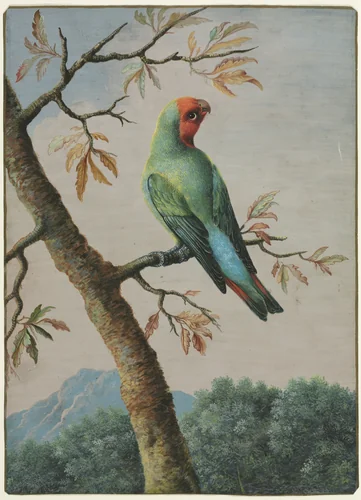 Bird Study: Rosy Faced Love Bird by George Edwards, drawing, 1709-1773