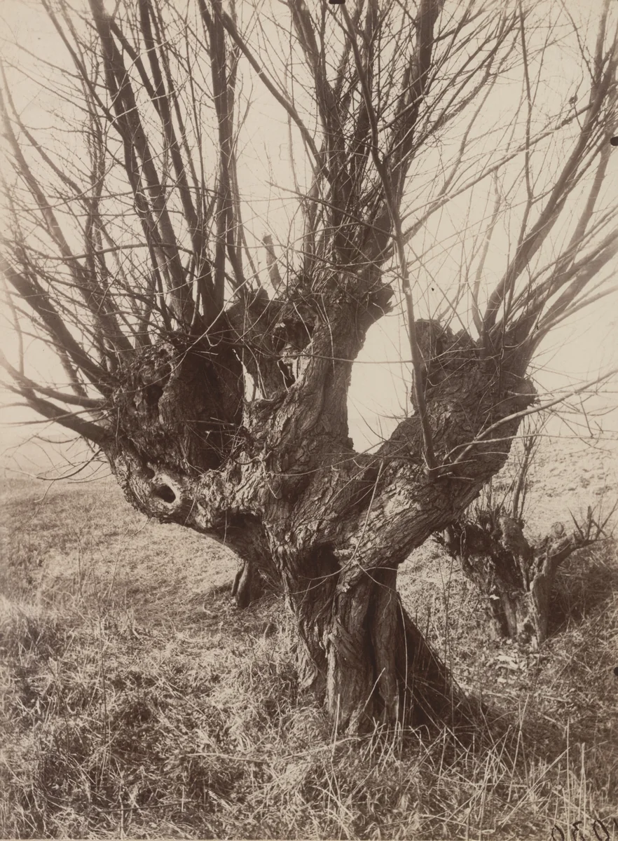 Saules by Eugène Atget, photograph, 1921