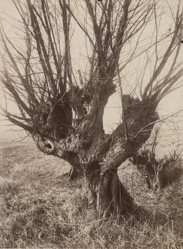 Saules by Eugène Atget, photograph, 1921