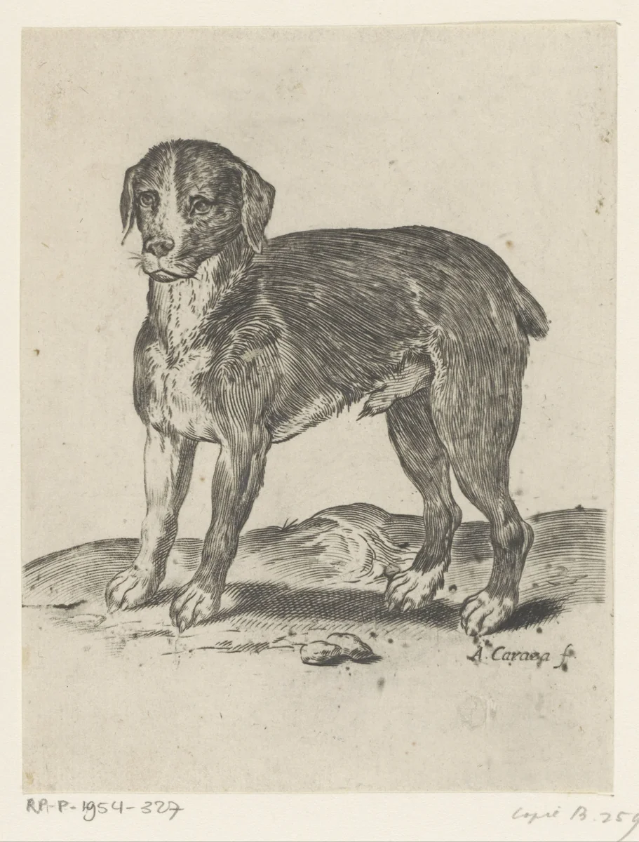 Staande hond by Unknown, print, 1582-1585