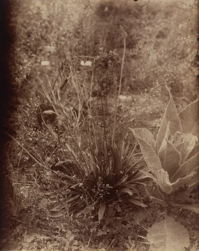 Plantain by Eugène Atget, photograph, 1900