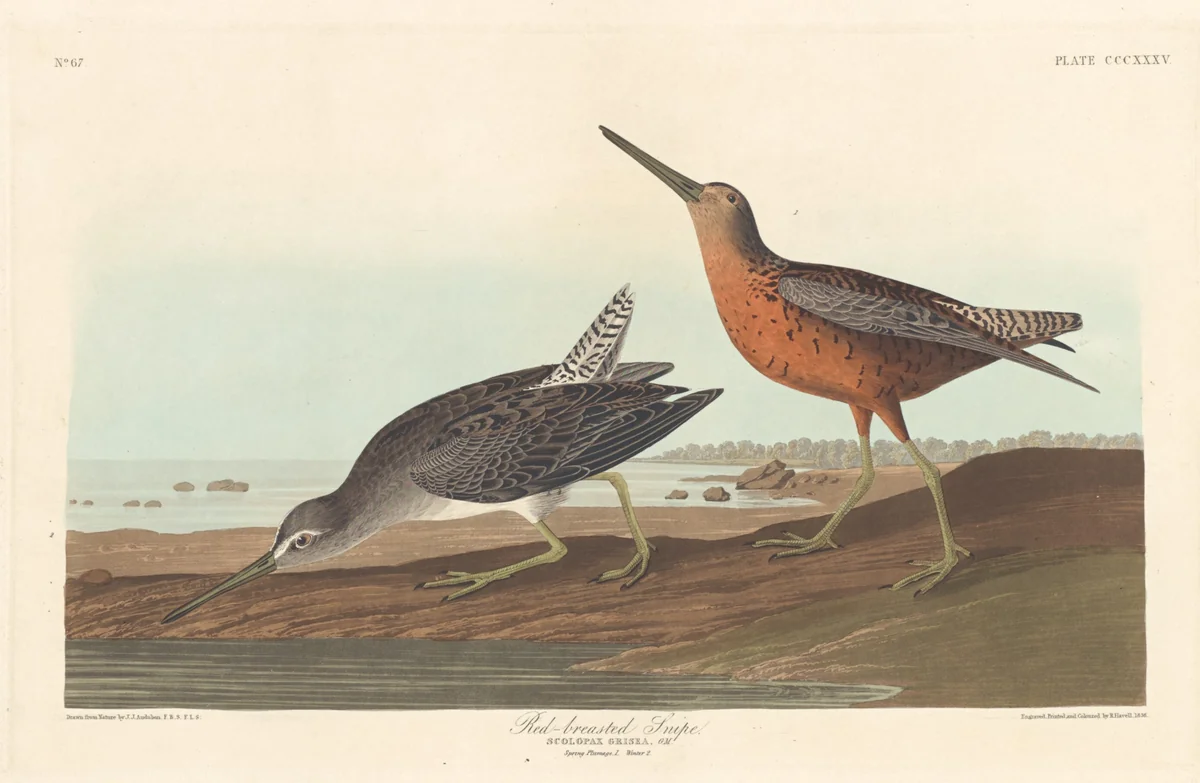 Red-breasted Snipe by Robert Havell, Jr.; John James Audubon, print, 1836