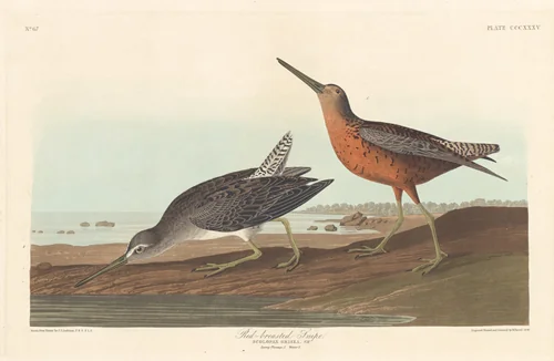 Red-breasted Snipe by Robert Havell, Jr.; John James Audubon, print, 1836