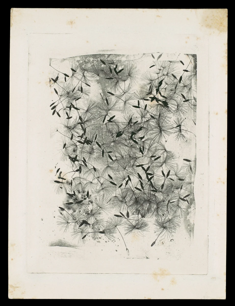 [Dandelion Seeds] by William Henry Fox Talbot, photograph, 1858
