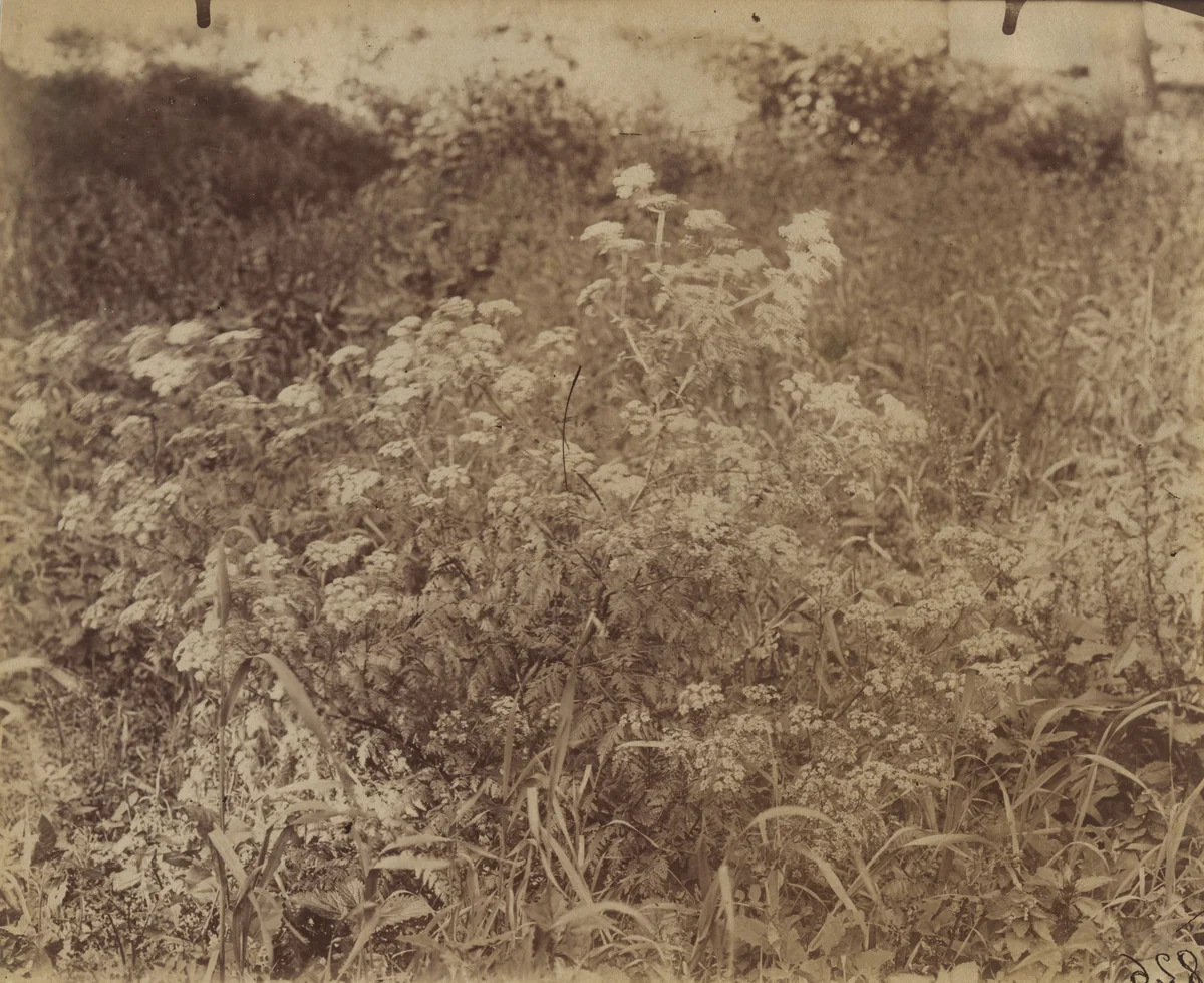 Carottes Montées by Eugène Atget, photograph, 1900