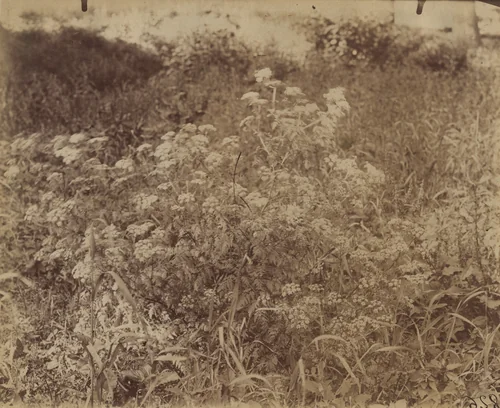 Carottes Montées by Eugène Atget, photograph, 1900