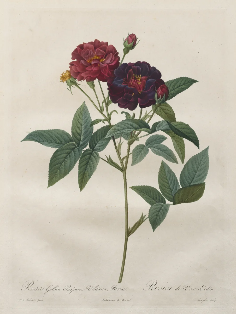The Roses: Rosa Gallica Purpurea Velutina Parva by Langlois, print, 1817-1824