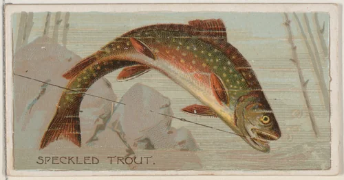 Speckled Trout, from the series Fishers and Fish (N74) for Duke brand cigarettes by Knapp & Company, print, 1888