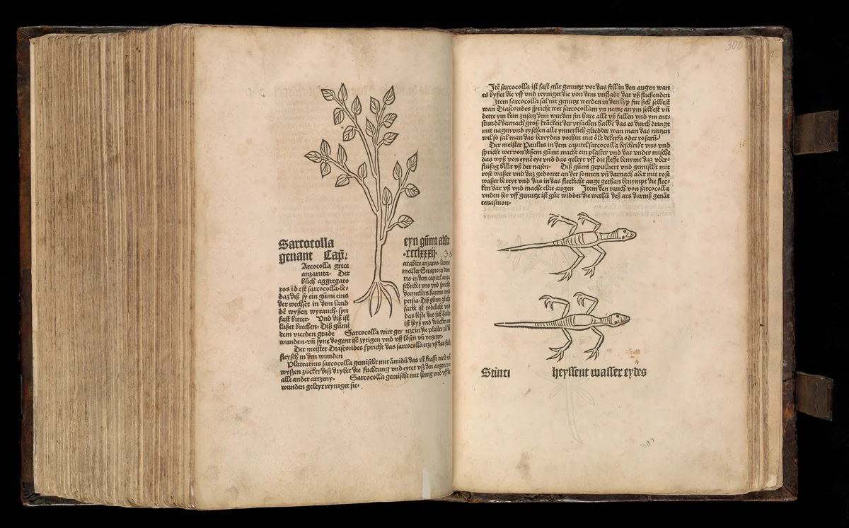 Gart der gesuntheit - Ortus sanitatis (Herbarius) by Peter Schöffer, book, 1485