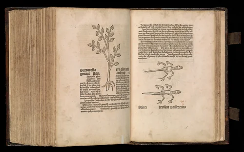 Gart der gesuntheit - Ortus sanitatis (Herbarius) by Peter Schöffer, book, 1485