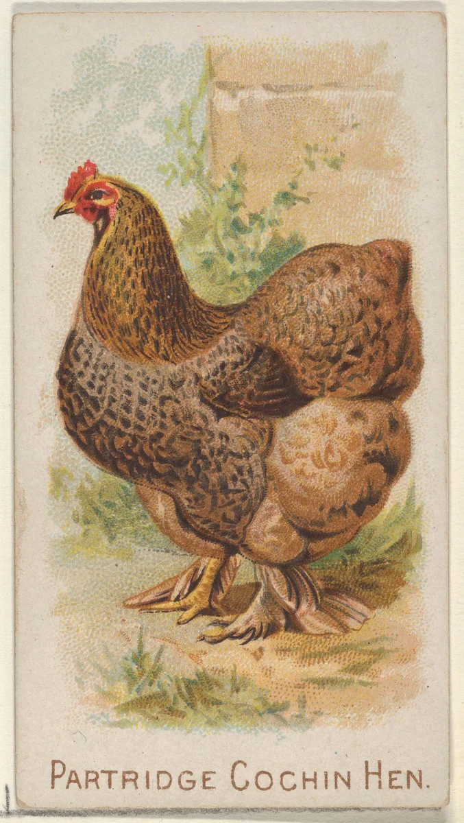 Partridge Cochin Hen, from the Prize and Game Chickens series (N20) for Allen & Ginter Cigarettes by Allen & Ginter, print, 1891