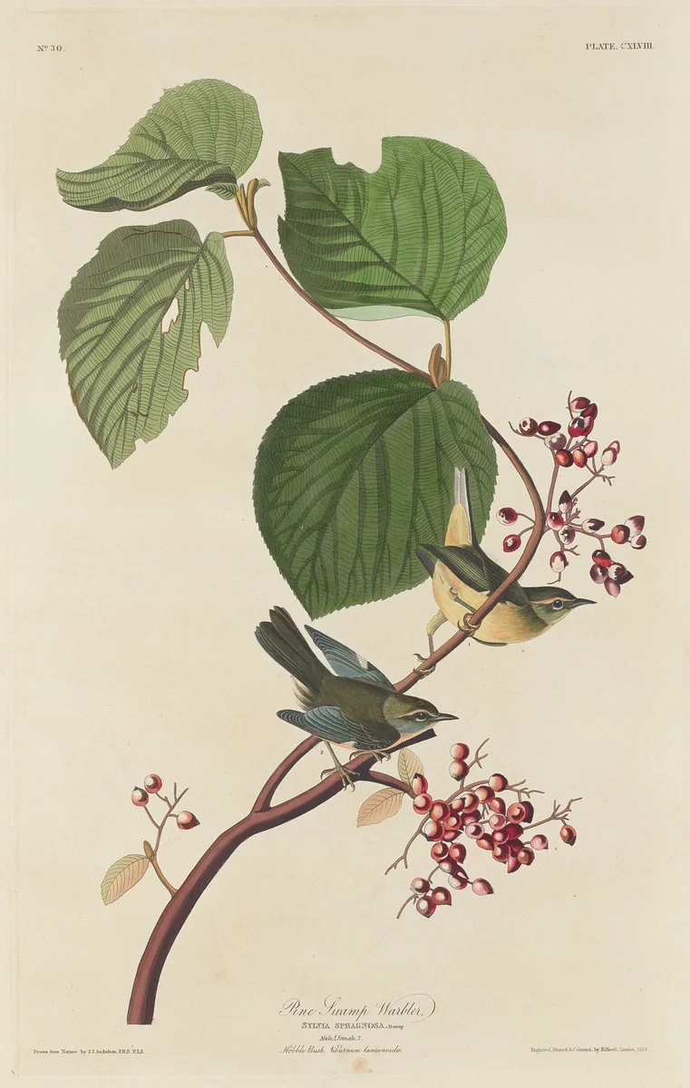 Pine Swamp Warbler by Robert Havell, Jr.; John James Audubon, print, 1832