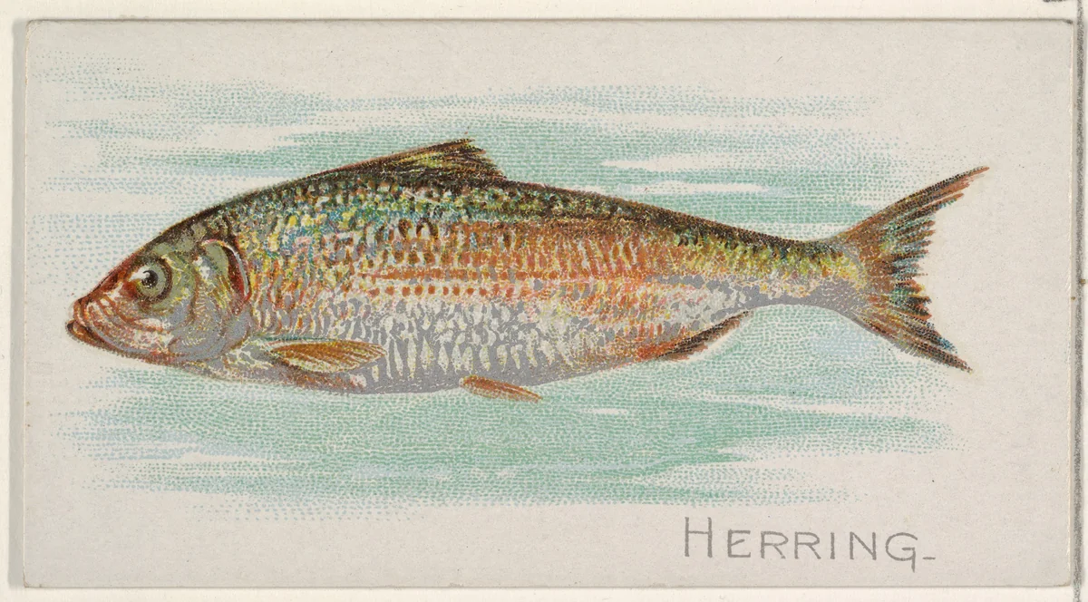 Herring, from the Fish from American Waters series (N8) for Allen & Ginter Cigarettes Brands by Allen & Ginter, print, 1889