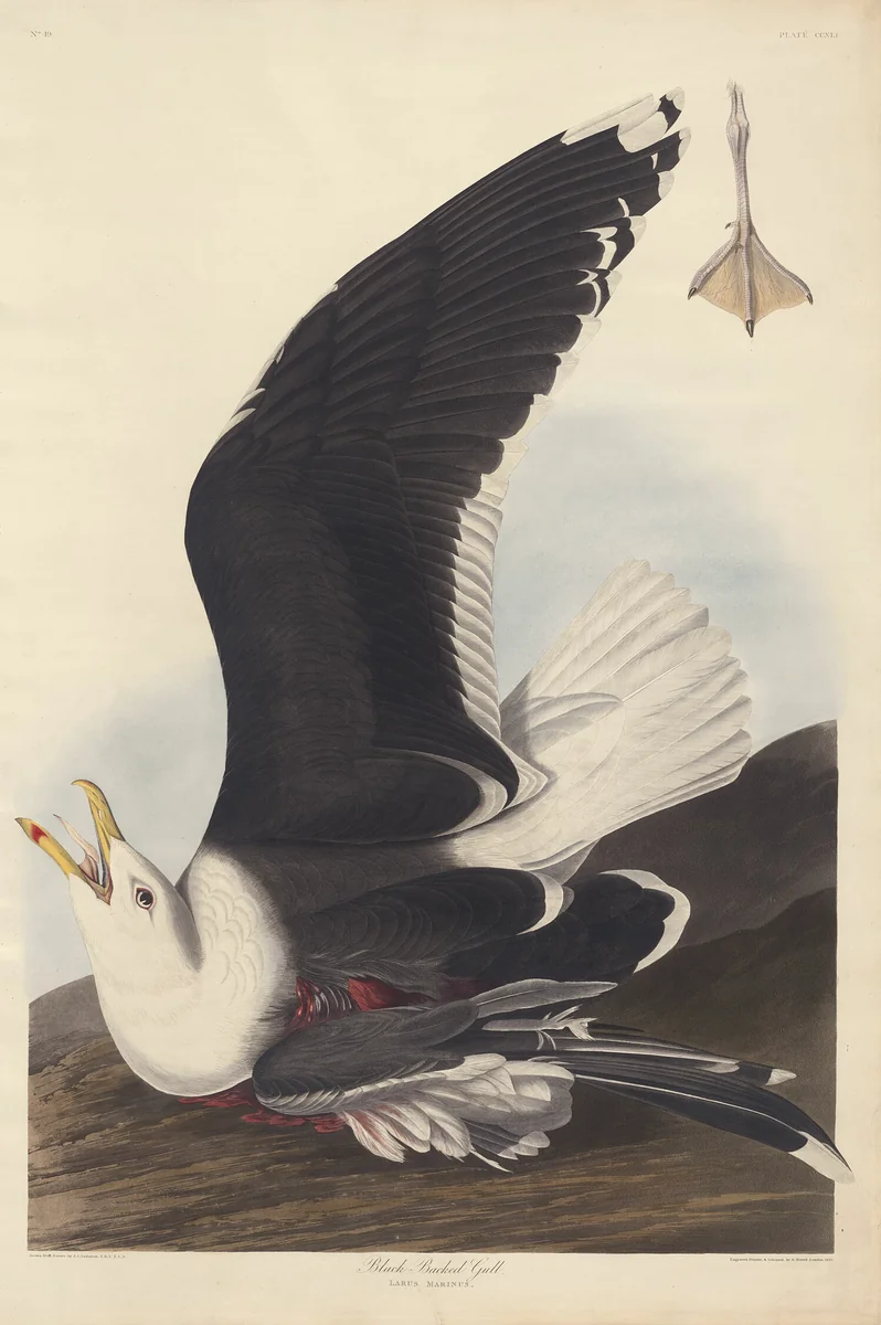 Black Backed Gull by Robert Havell, print, 1826-1839