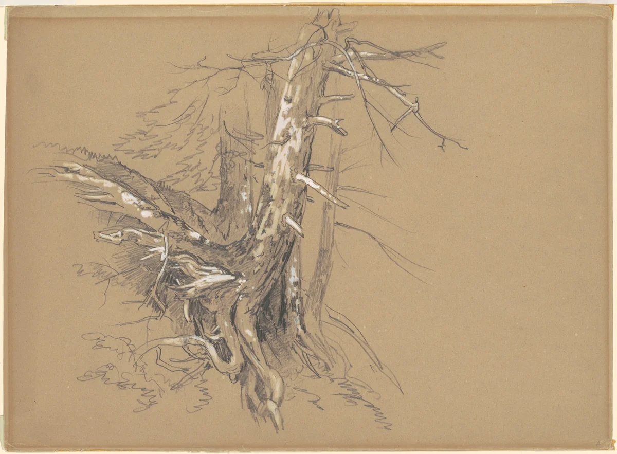 Tree Trunks by David Johnson, drawing, 1860-1870