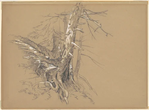 Tree Trunks by David Johnson, drawing, 1860-1870