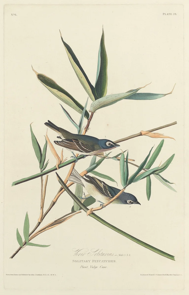 Solitary Flycatcher by Robert Havell, Jr.; John James Audubon, print, 1828