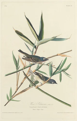 Solitary Flycatcher by Robert Havell, Jr.; John James Audubon, print, 1828
