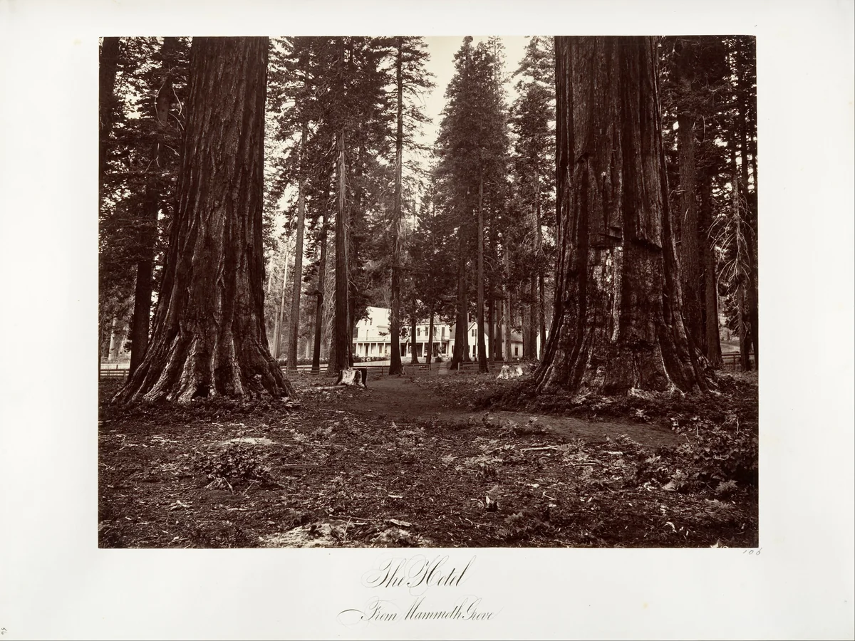 The Hotel from Mammoth Grove by Carleton E. Watkins, photograph, 1870-1874