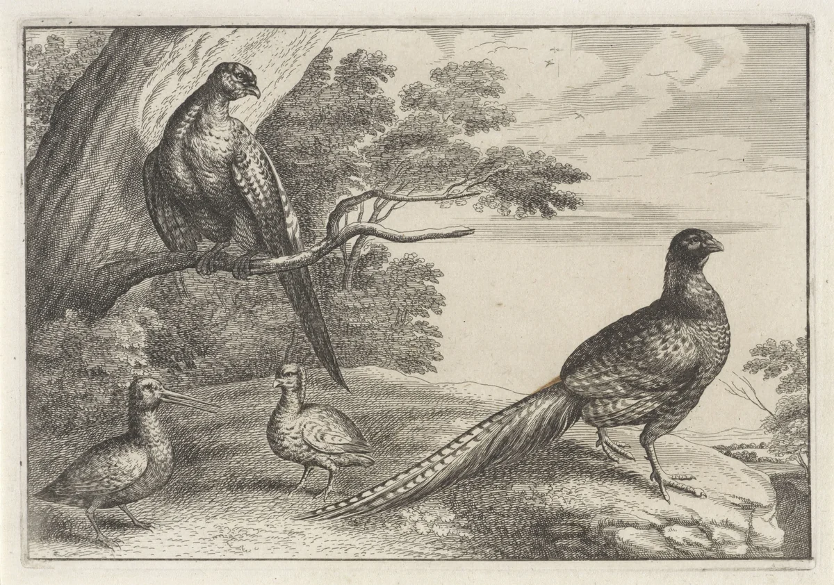 Vier vogels by anonymous, print, 1654-1712