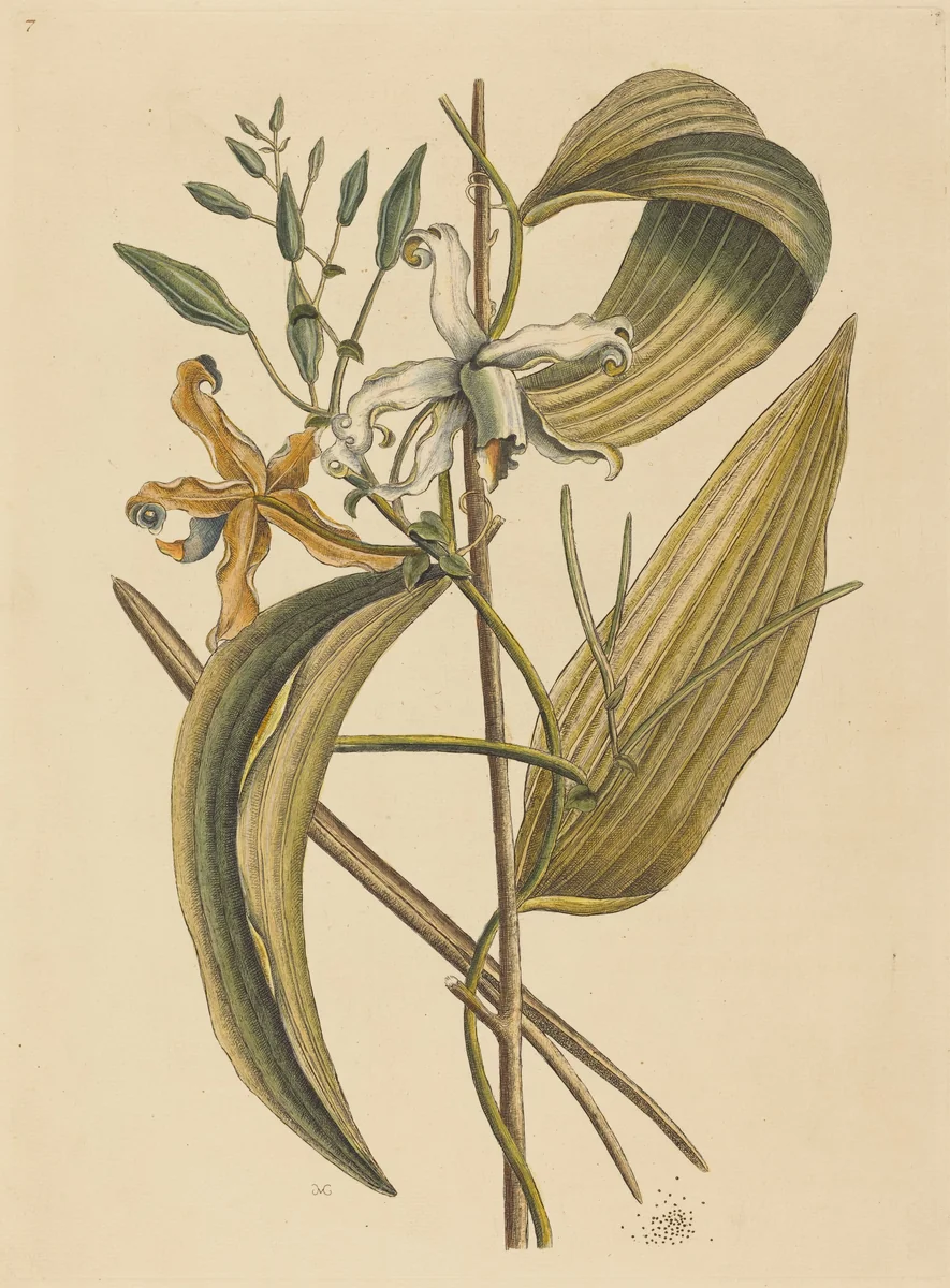 The Vanelloe (Epidendrum Vanilla) by Mark Catesby, print, 1731-1743