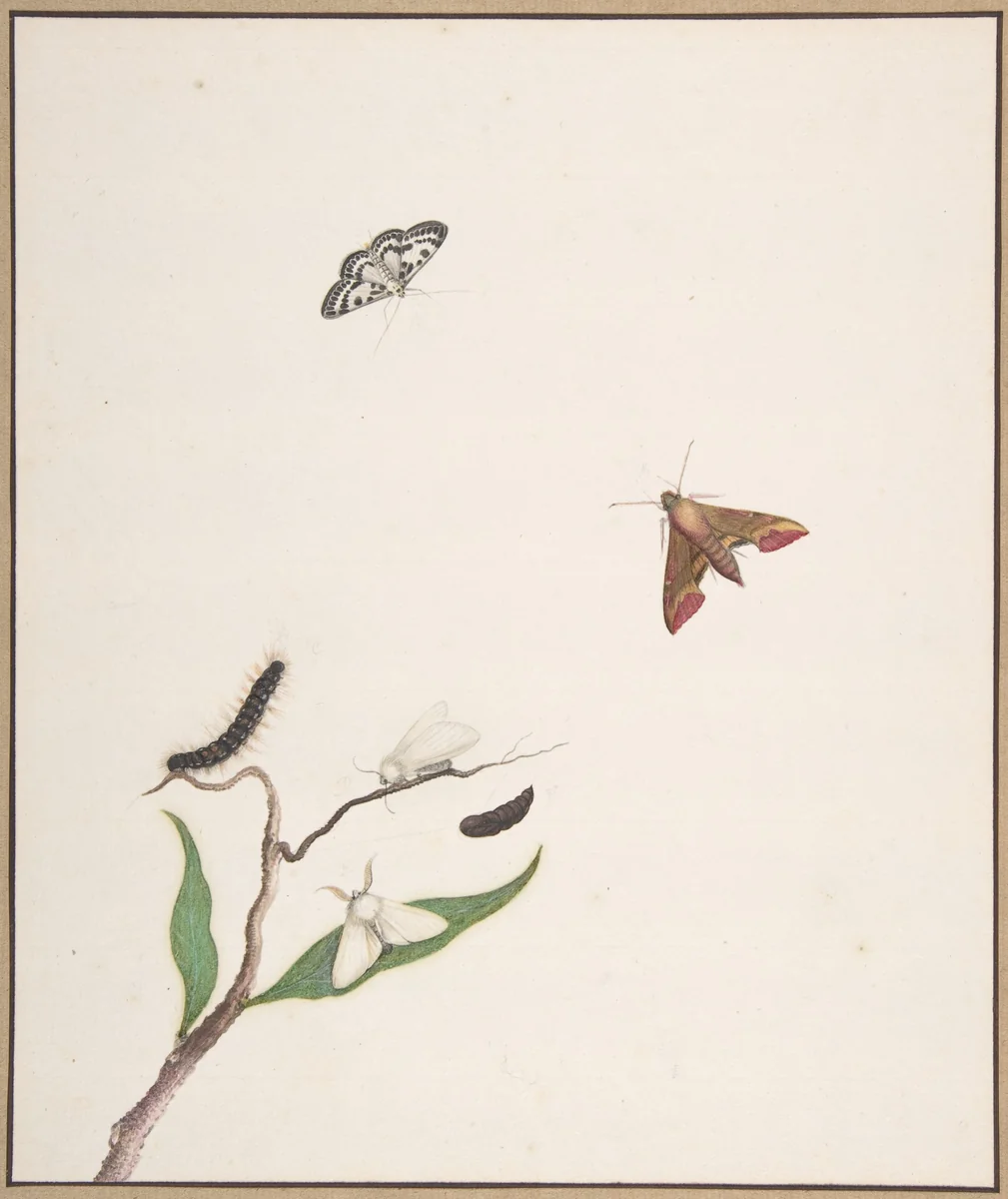 A Caterpillar and Two Moths on a Branch and Two Butterflies by Nicolaas Struyk, drawing, 1706-1769