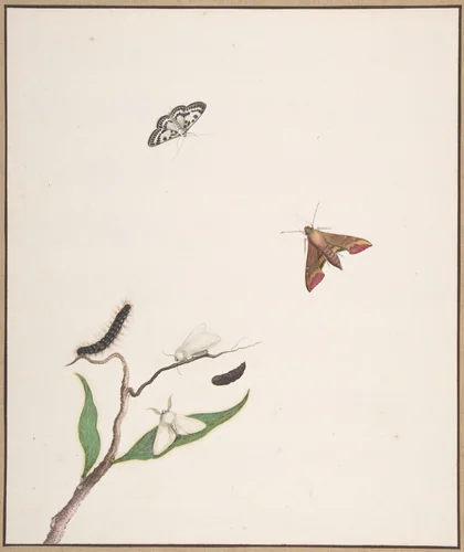 A Caterpillar and Two Moths on a Branch and Two Butterflies by Nicolaas Struyk, drawing, 1706-1769