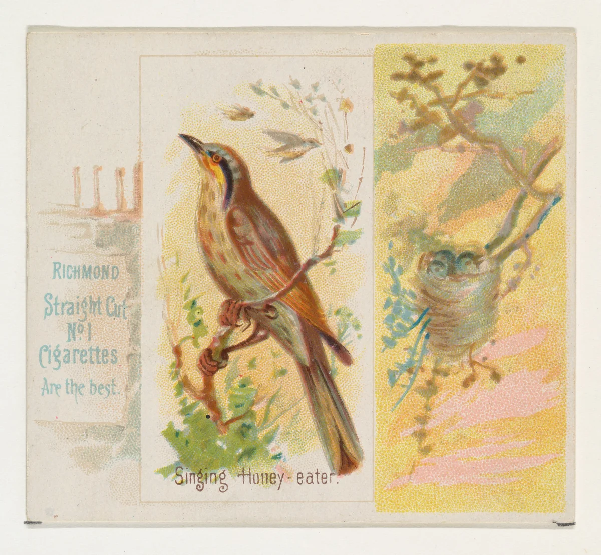 Singing Honey-eater, from the Song Birds of the World series (N42) for Allen & Ginter Cigarettes by Allen & Ginter, print, 1890