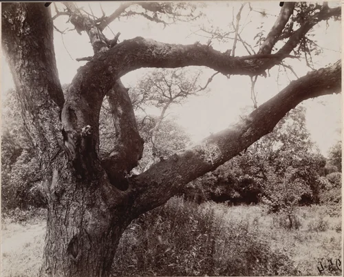 Pommier (detail) by Eugène Atget, photograph, 1919