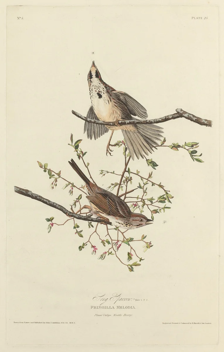 Song Sparrow by Robert Havell, Jr.; John James Audubon, print, 1827