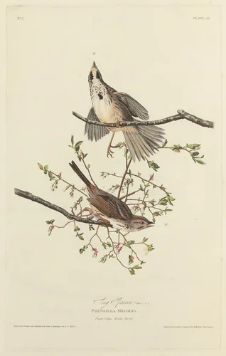 Song Sparrow by Robert Havell, Jr.; John James Audubon, print, 1827