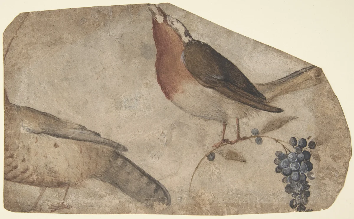 Bird Eating Grapes (recto); Tigress (verso) by Giovanni da Udine, drawing, 1487-1564