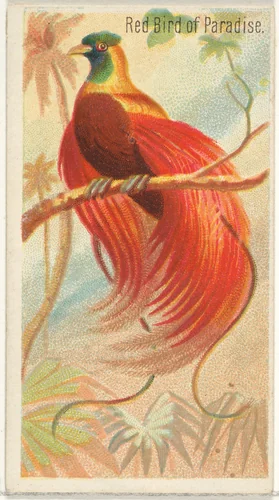 Red Bird of Paradise, from the Birds of the Tropics series (N5) for Allen & Ginter Cigarettes Brands by Allen & Ginter, print, 1889