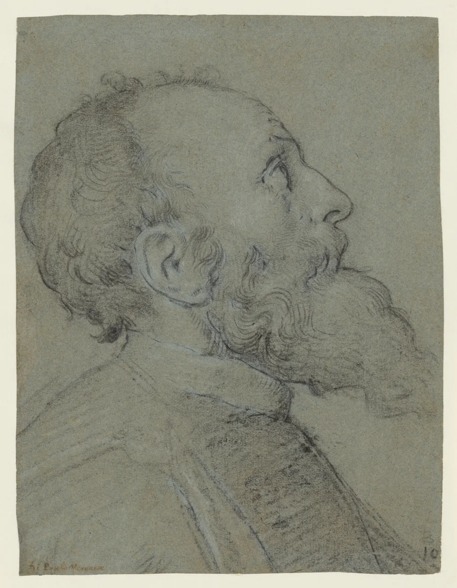 Head of a Bearded Man by Paolo Veronese, drawing, 1562-1568