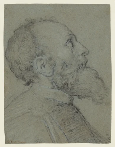 Head of a Bearded Man by Paolo Veronese, drawing, 1562-1568