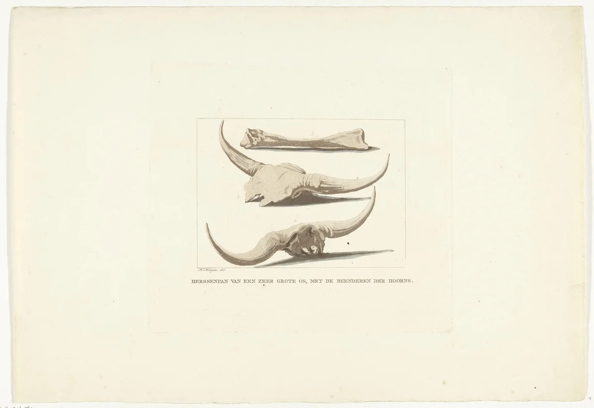 Beenderen van ossen by Anthonie van den Bos, print, 1809-1810