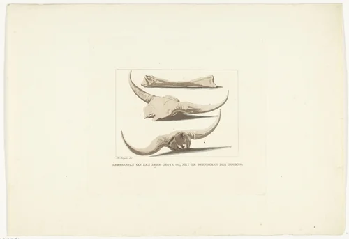 Beenderen van ossen by Anthonie van den Bos, print, 1809-1810