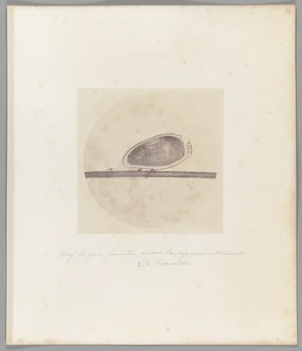 [Untitled] by Auguste-Adolphe Bertsch, photograph, 1853-1857