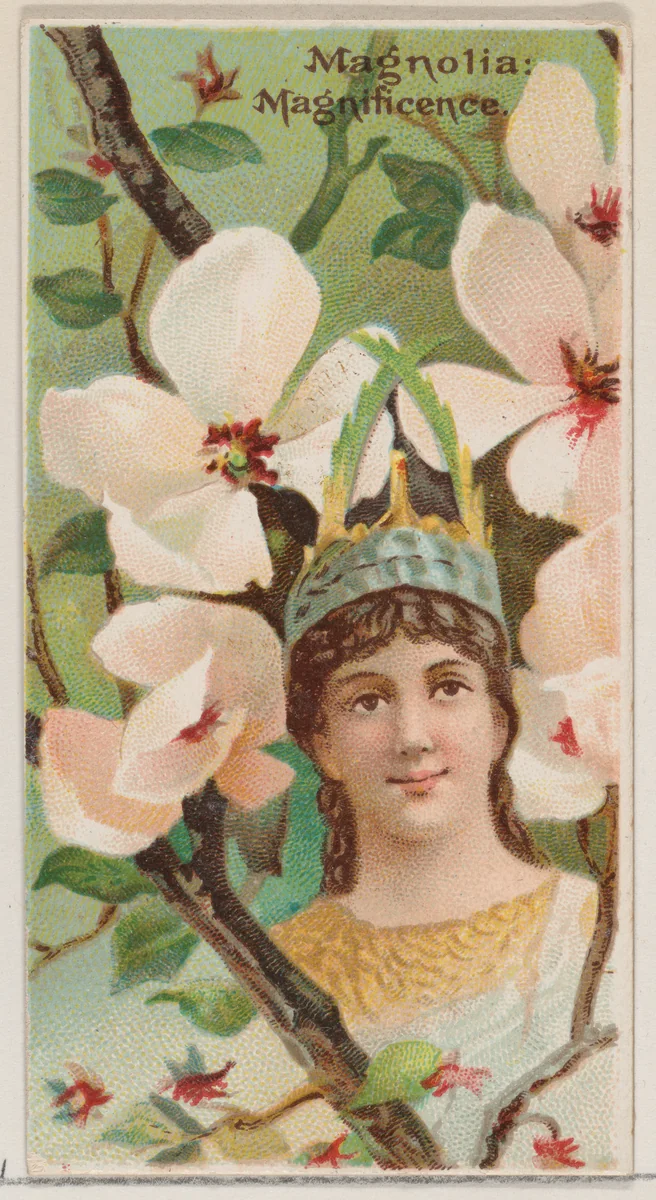 Magnolia: Magnificence, from the series Floral Beauties and Language of Flowers (N75) for Duke brand cigarettes by American Tobacco Company, print, 1892