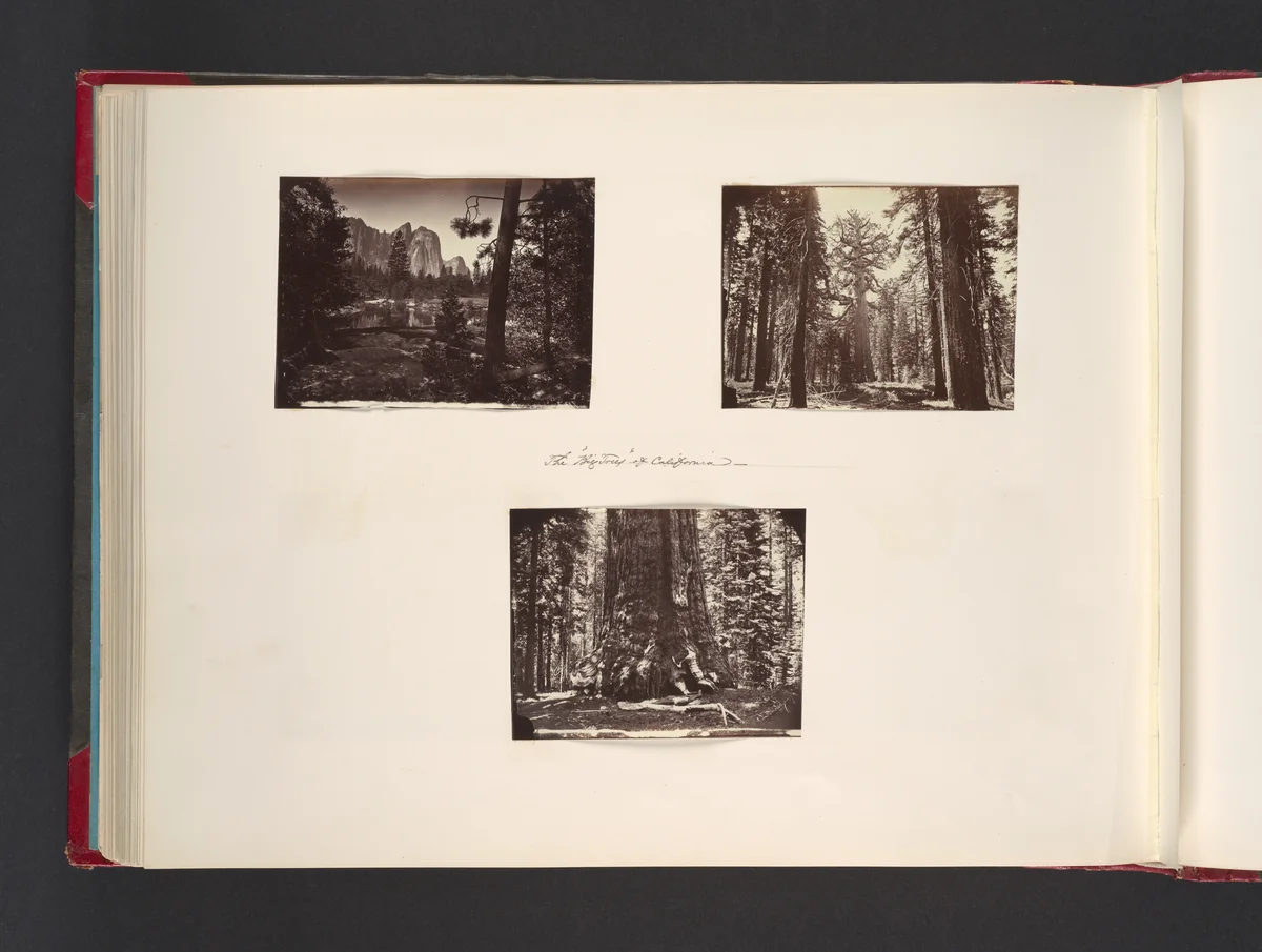 The Big Trees of California by John Thomson, photograph, 1865