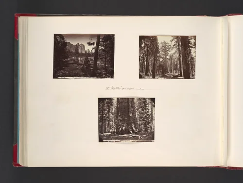 The Big Trees of California by John Thomson, photograph, 1865