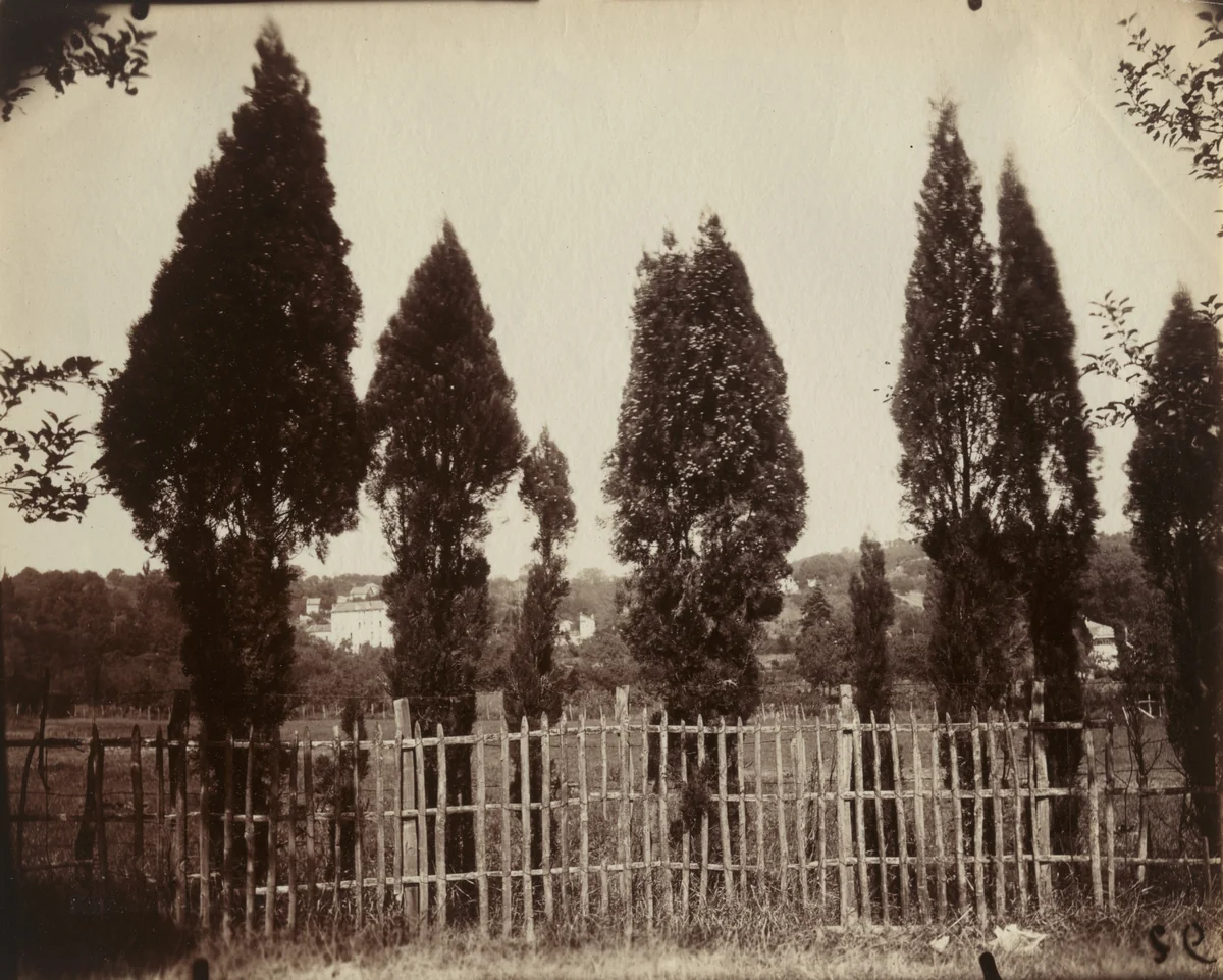 Cyprès (Fontenay) by Eugène Atget, photograph, 1919