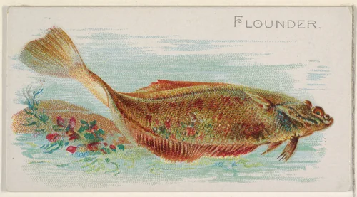 Flounder, from the Fish from American Waters series (N8) for Allen & Ginter Cigarettes Brands by Allen & Ginter, print, 1889