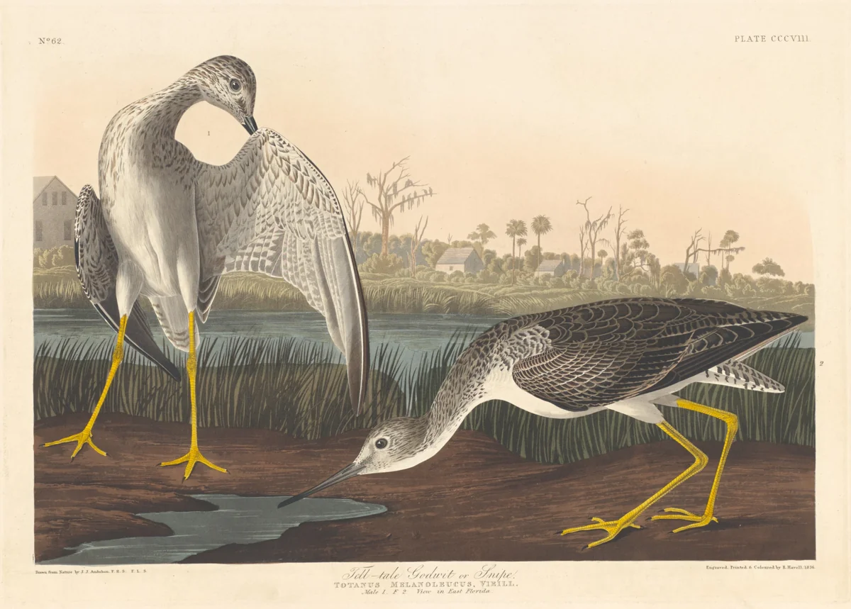 Tell-tale Godwit by Robert Havell, Jr.; John James Audubon, print, 1836