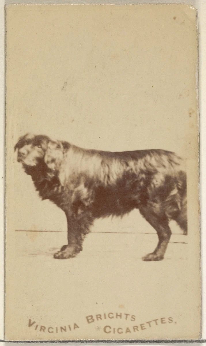 From the Dogs series (N47) for Virginia Brights Cigarettes by Allen & Ginter, photograph, 1887-1891