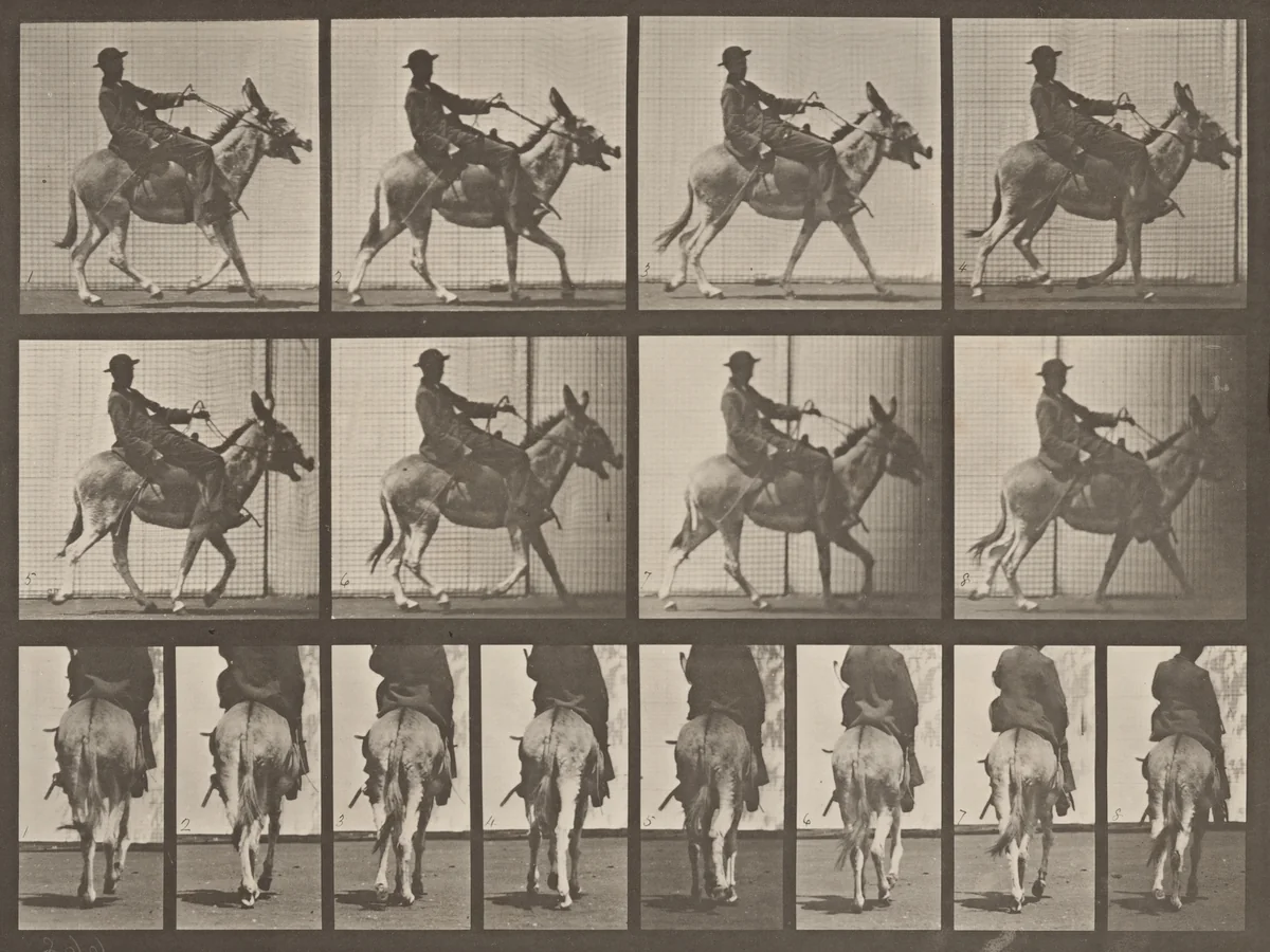 Plate Number 668. Ass; ambling; irregular; saddle; a boy riding, Zoo by Eadweard Muybridge, photograph, 1887
