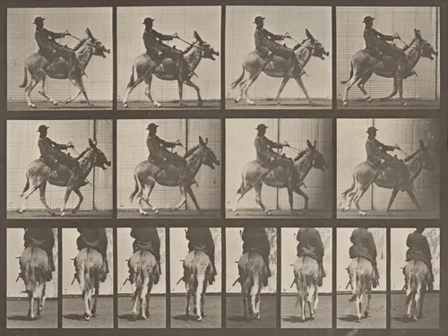 Plate Number 668. Ass; ambling; irregular; saddle; a boy riding, Zoo by Eadweard Muybridge, photograph, 1887