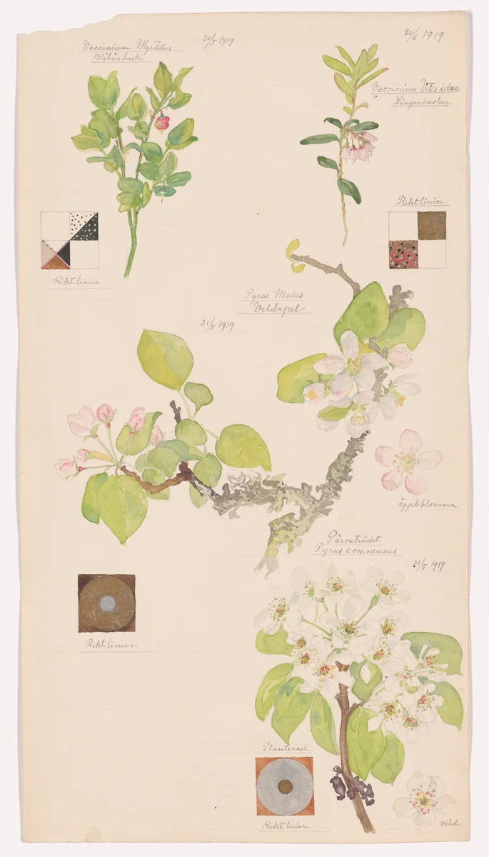 Vaccinium myrtillus (Bilberry), Malus domestica (Apple), Pyrus communis (Common Pear), Vaccinium vitis-idaea (Lingonberry). Sheet 8 from the portfolio Nature Studies by Hilma af Klint, drawing, 1919