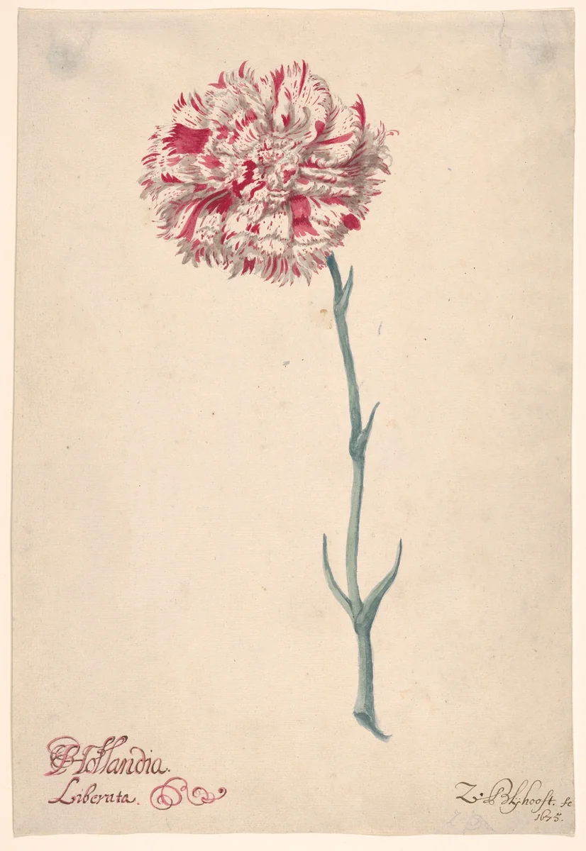 A Carnation ("Hollandia Liberata") by Zacharias Blijhooft, drawing, 1675