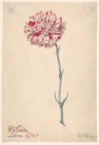 A Carnation ("Hollandia Liberata") by Zacharias Blijhooft, drawing, 1675